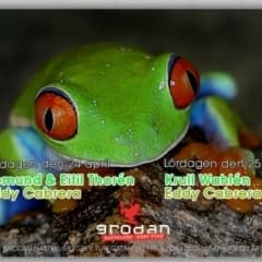 Helgens fest på Grodan