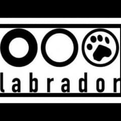 Labrador VS