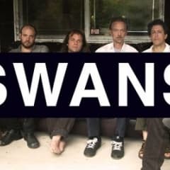 Swans på Strand