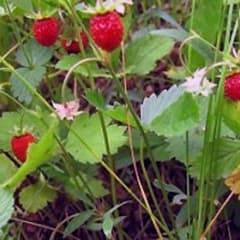 Fira midsommar med slagsmålsklubben