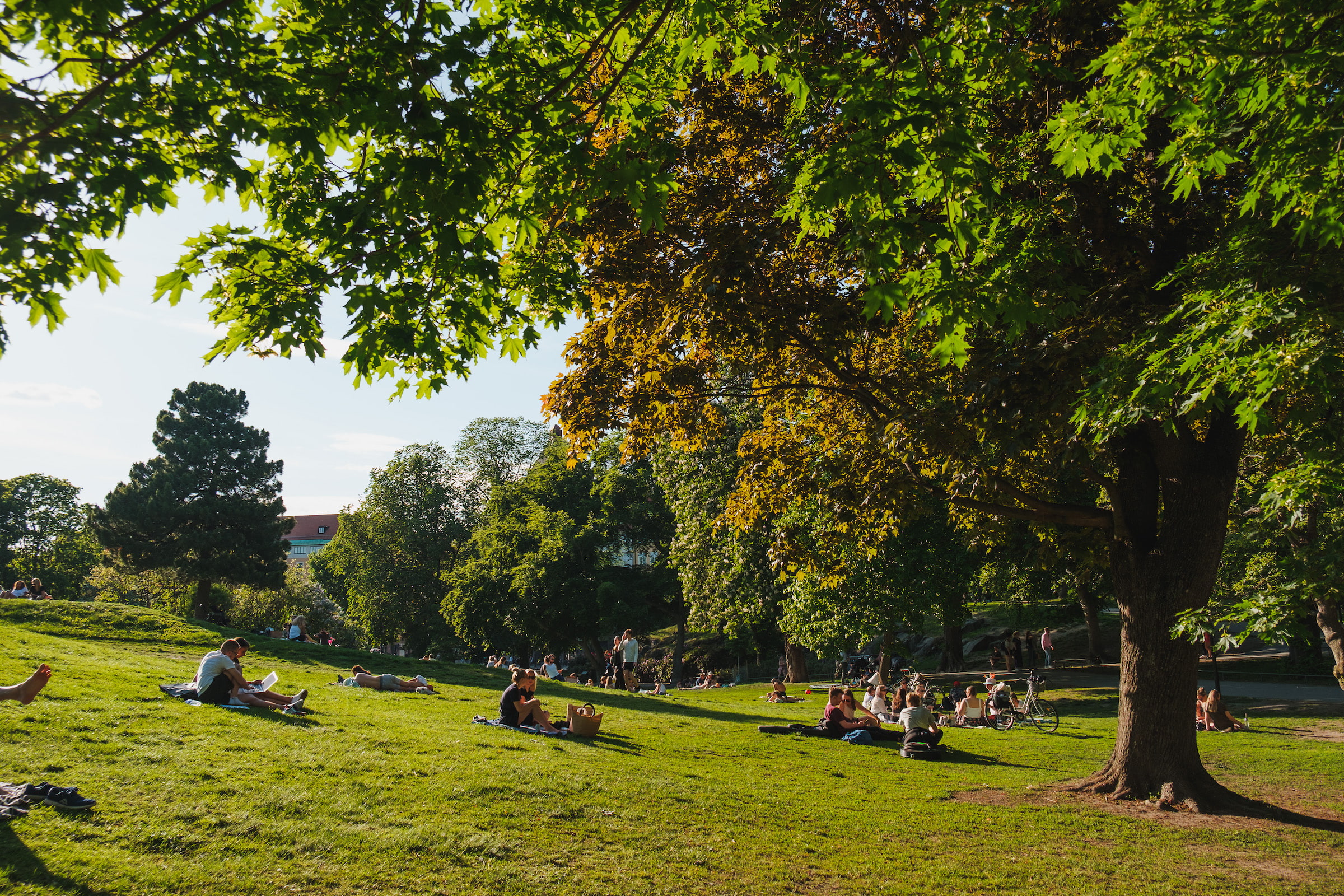 De b&auml;sta platserna f&ouml;r picknick i Stockholm