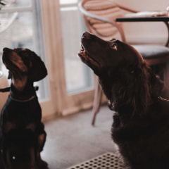 Dog-friendly cafés and restaurants in Stockholm