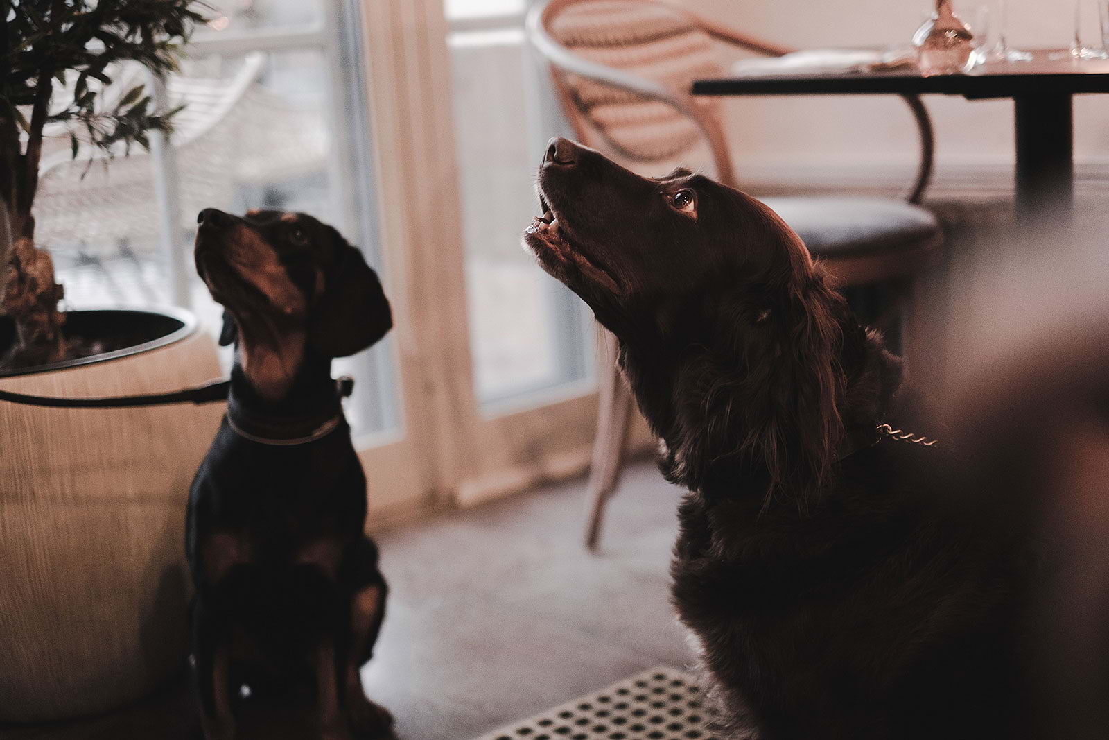 Dog-friendly cafés and restaurants in Stockholm