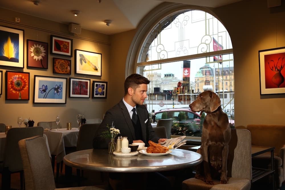 Dog-friendly cafés and restaurants in Stockholm 