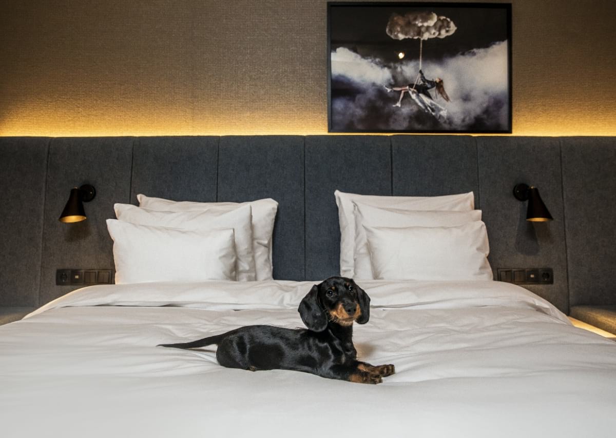 Hundvänliga hotell i Stockholm – Hundställen i Stockholm