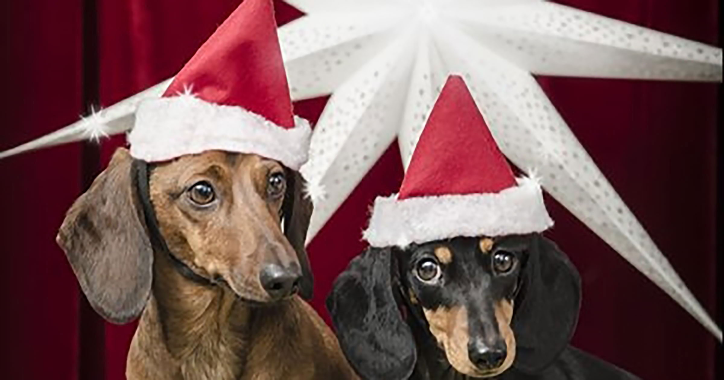 Julbutik för hundar öppnar i Stockholm