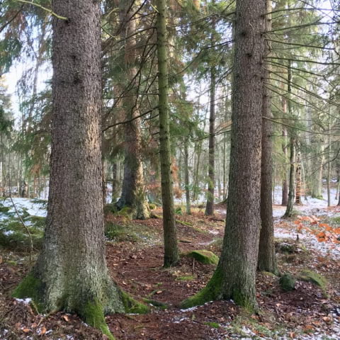 Vinteryoga i Djurgårdsskogen och guidning i historiska spamiljöer