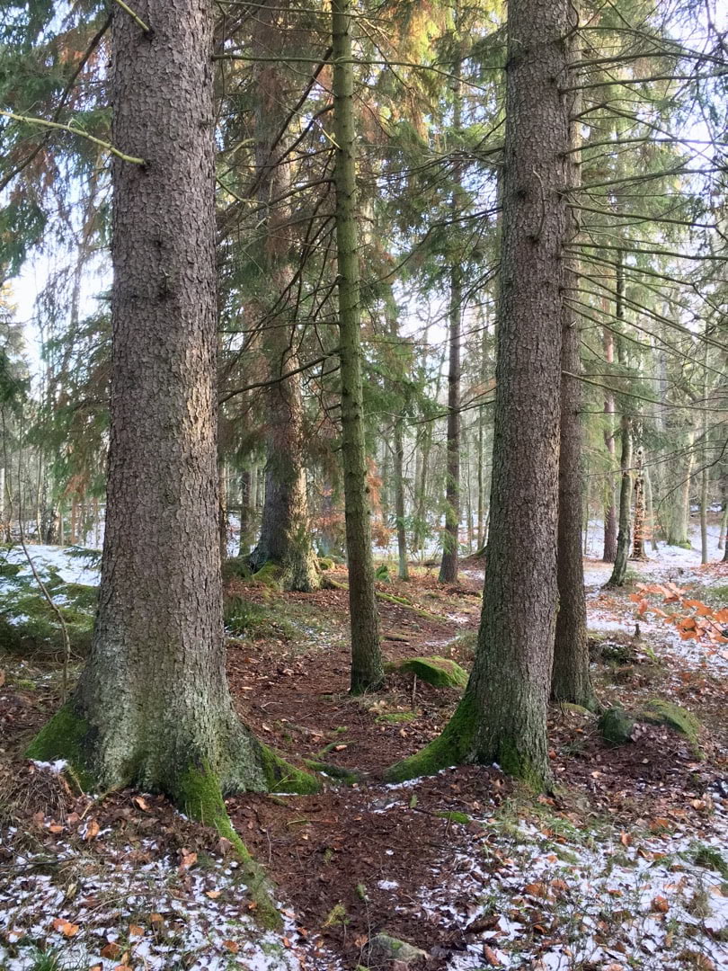 Vinteryoga i Djurgårdsskogen och guidning i historiska spamiljöer