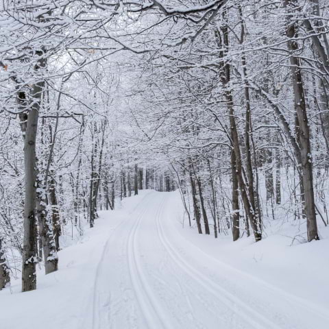 Where to go cross-country skiing in Stockholm