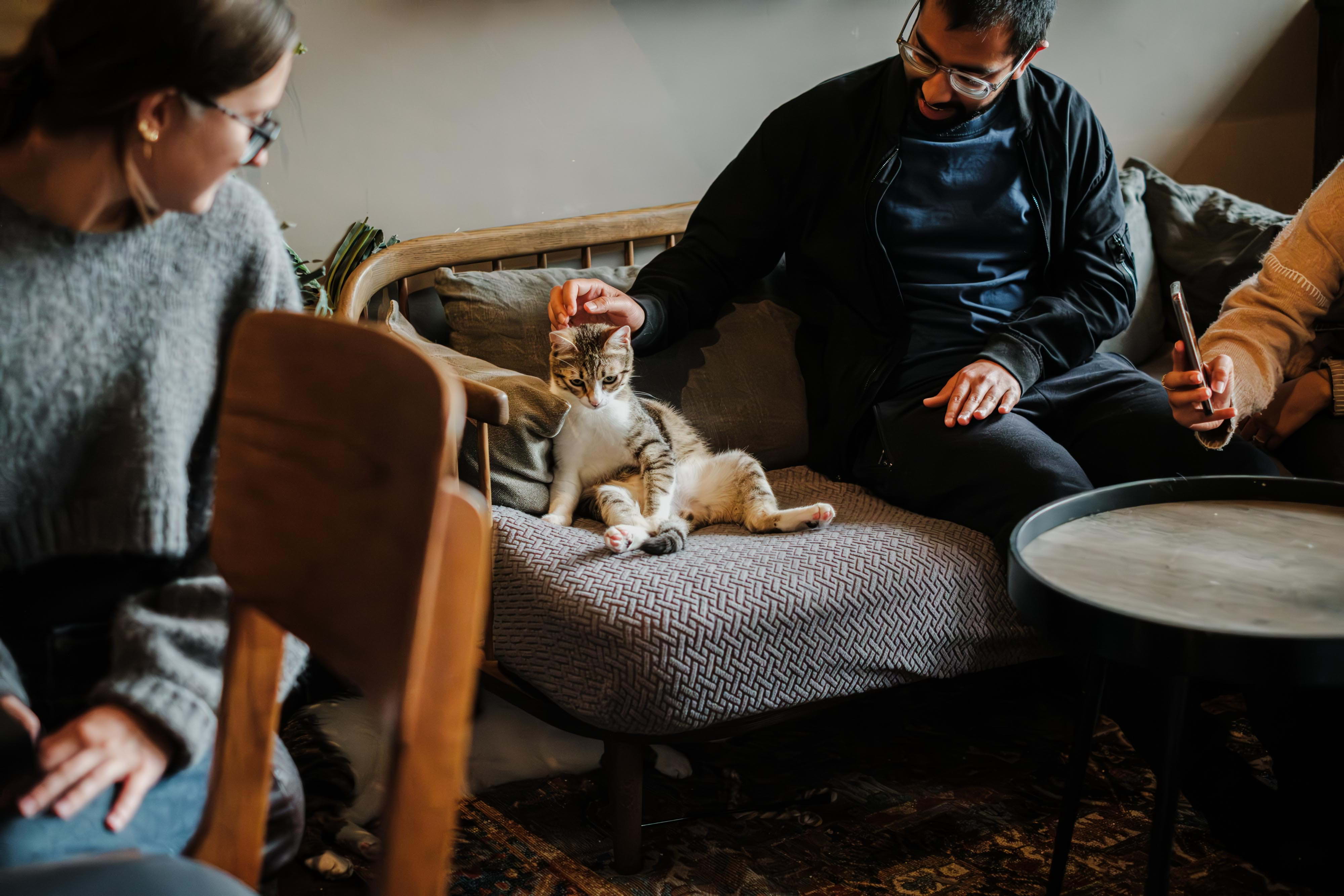 Guide to cat cafés in London London's cutest cat café