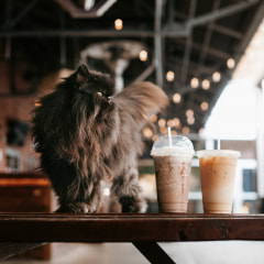 Guide to cat cafés in London