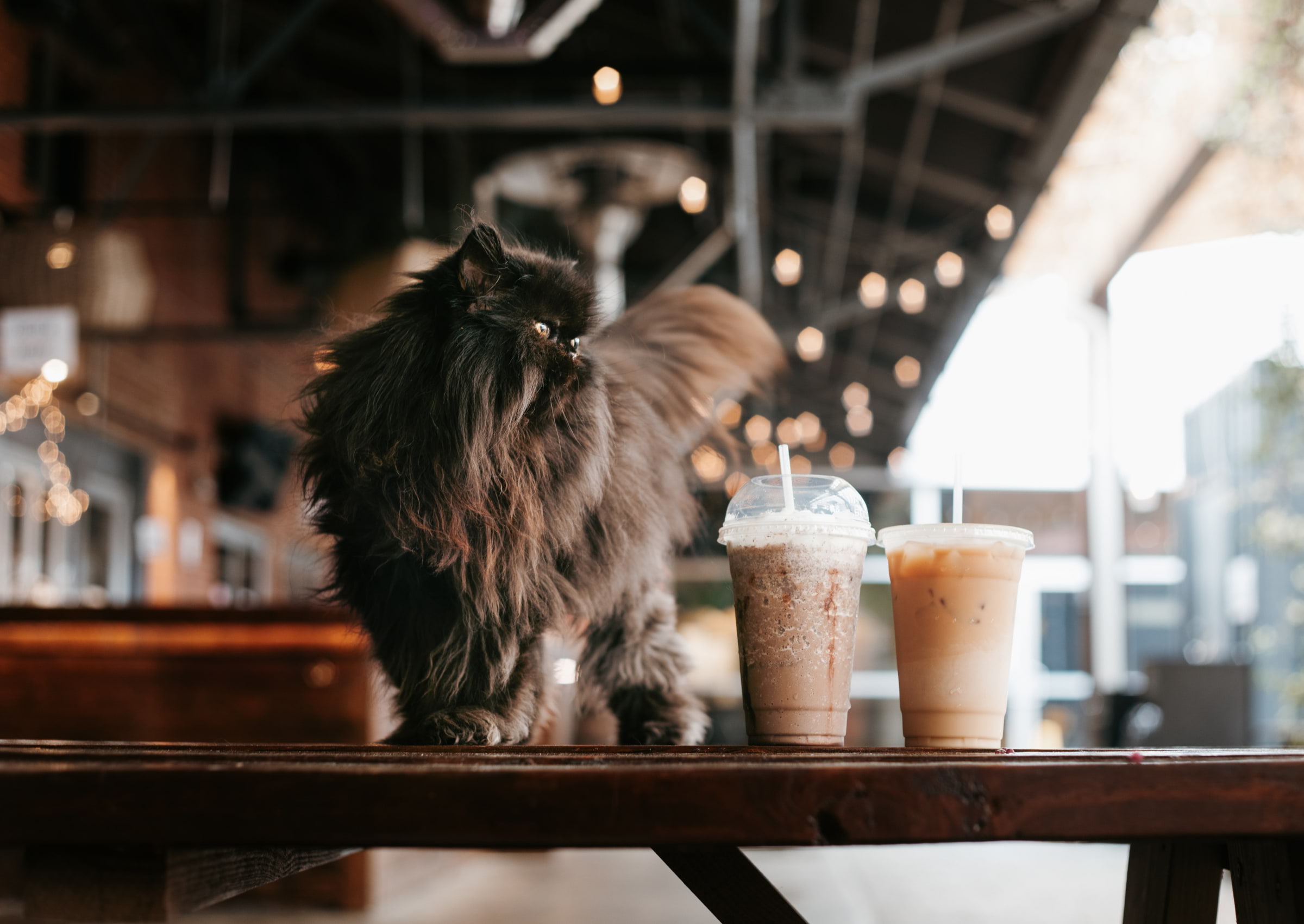 Guide to cat cafés in London