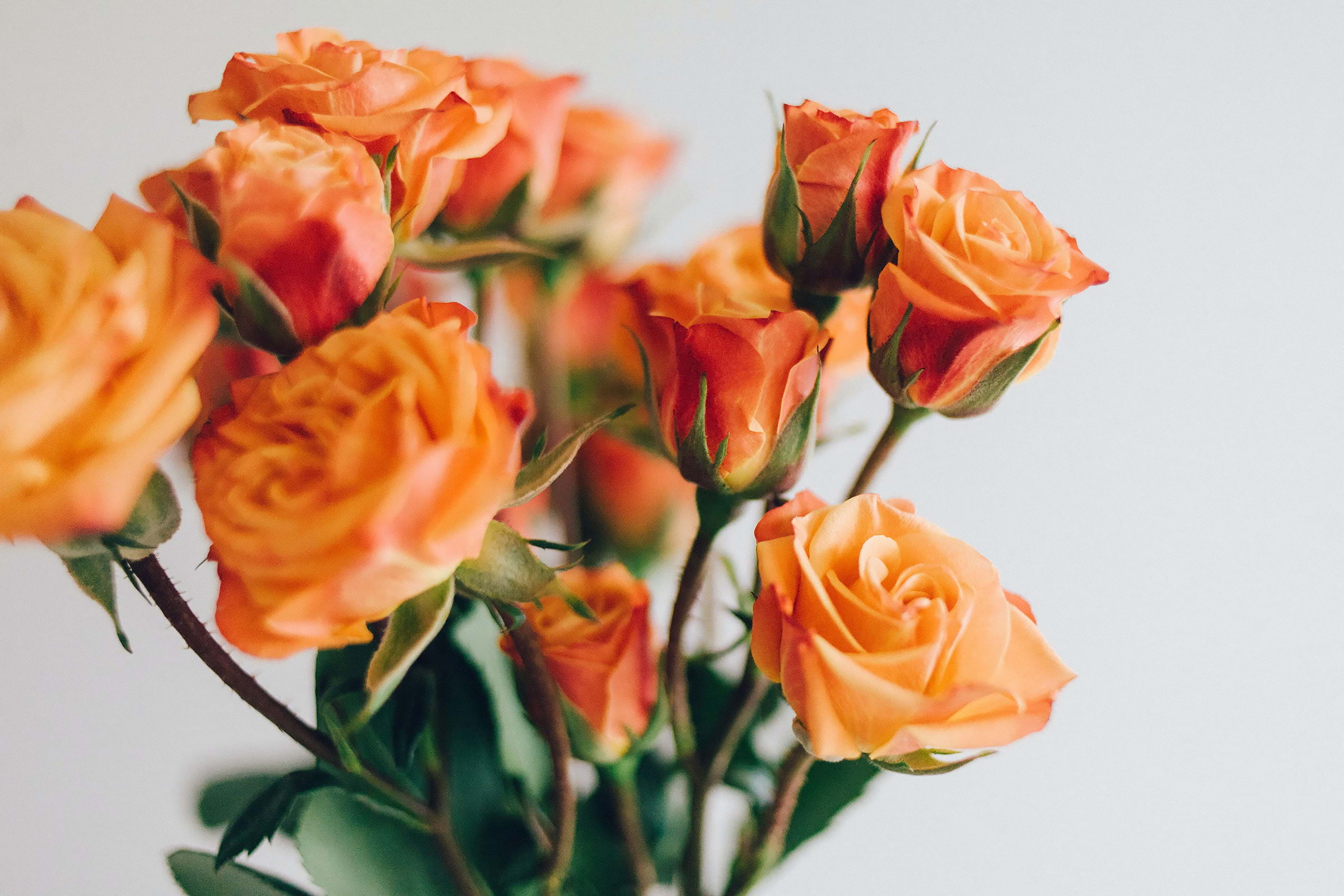 Guide to flower delivery in London