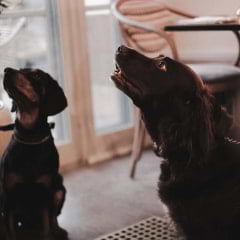 Guide to the best dog-friendly restaurants in London