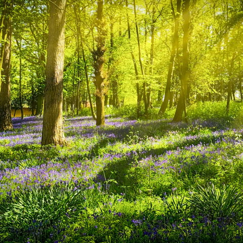 London's most beautiful woodlands and forests