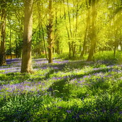 London's most beautiful woodlands and forests