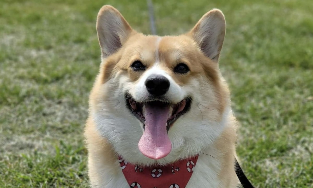 How to spend a day with your dog in London Thatsup