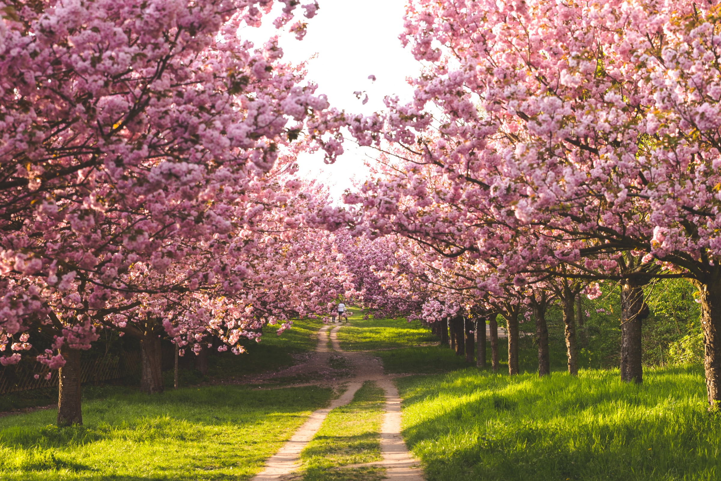 A dirt road flanked with blossoming cherry trees in London.