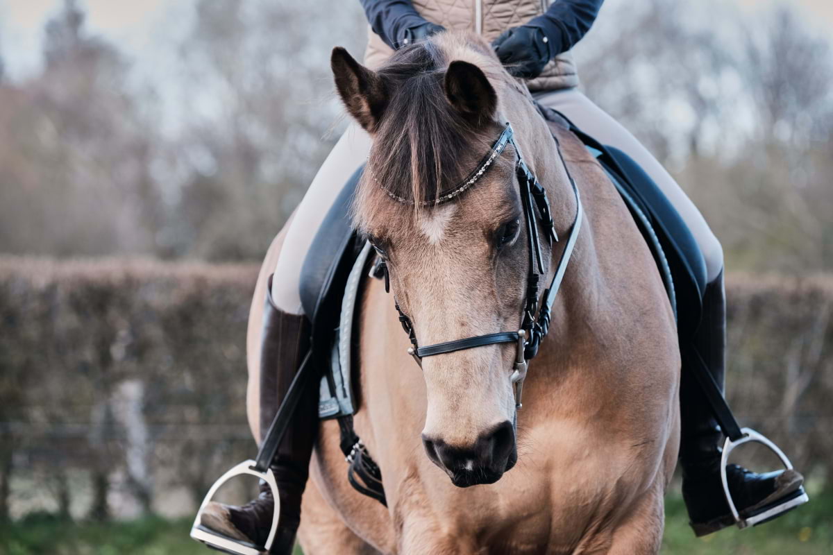 Guide to horse riding in London – Outdoor things to do