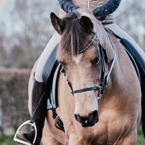 Guide to horse riding in London