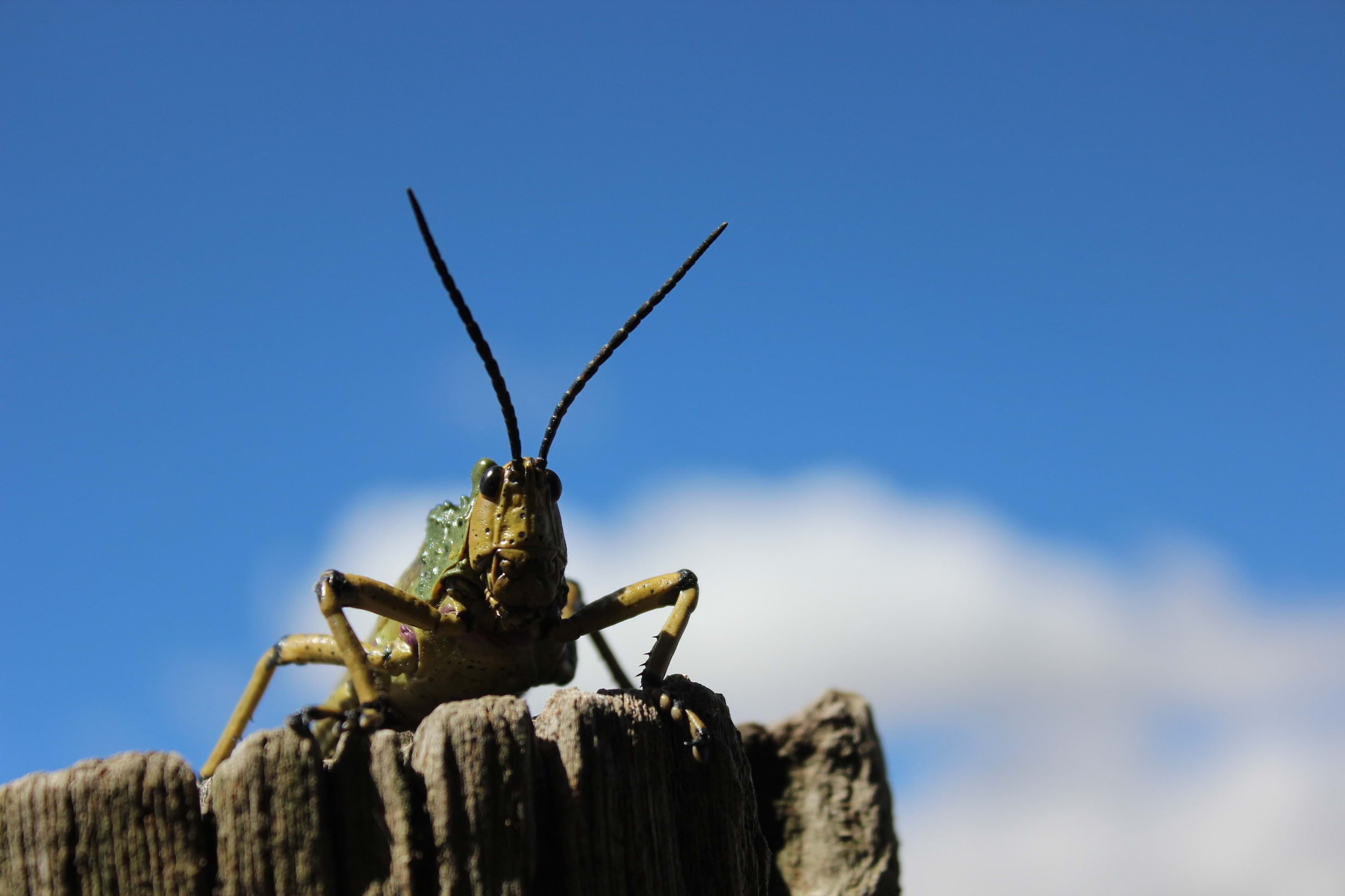 Would you eat pizza made from insects? Zia Lucia is betting you would