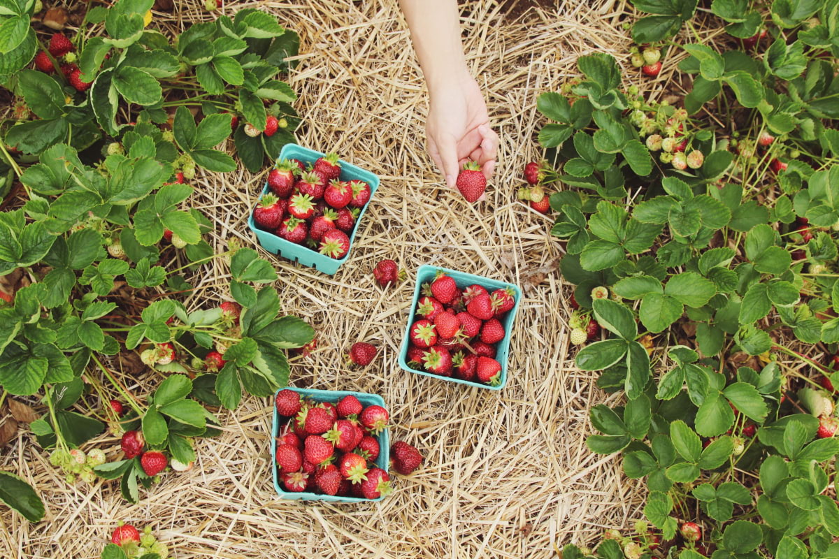 Guide to fruit picking in and around London – Children's activities