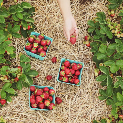 Guide to fruit picking in and around London