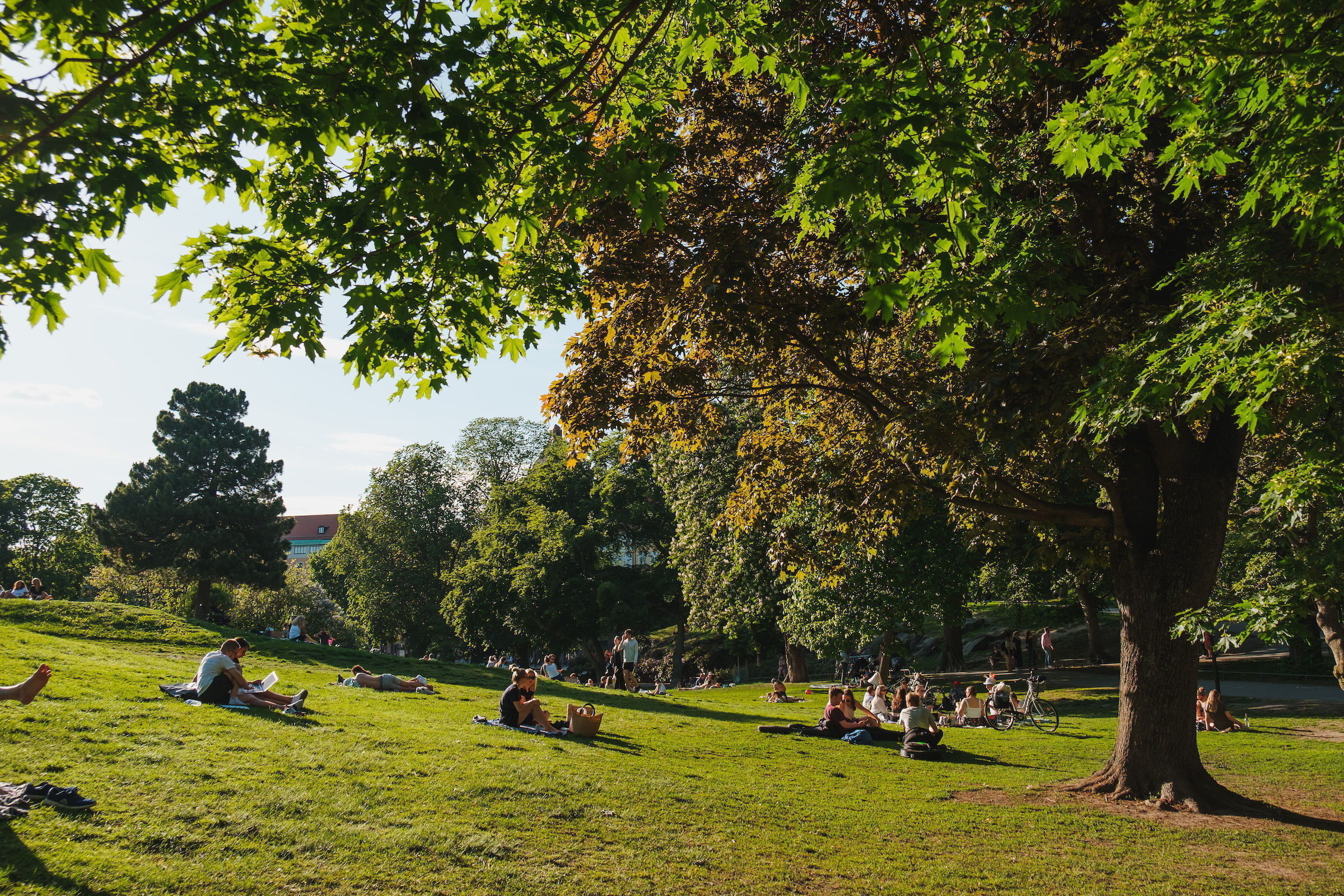 People sitting on the grass in a park