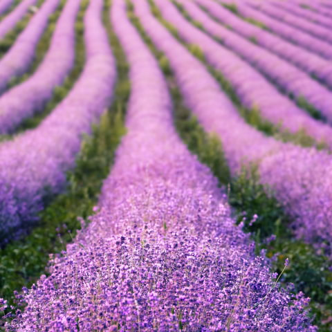 The prettiest lavender fields near London