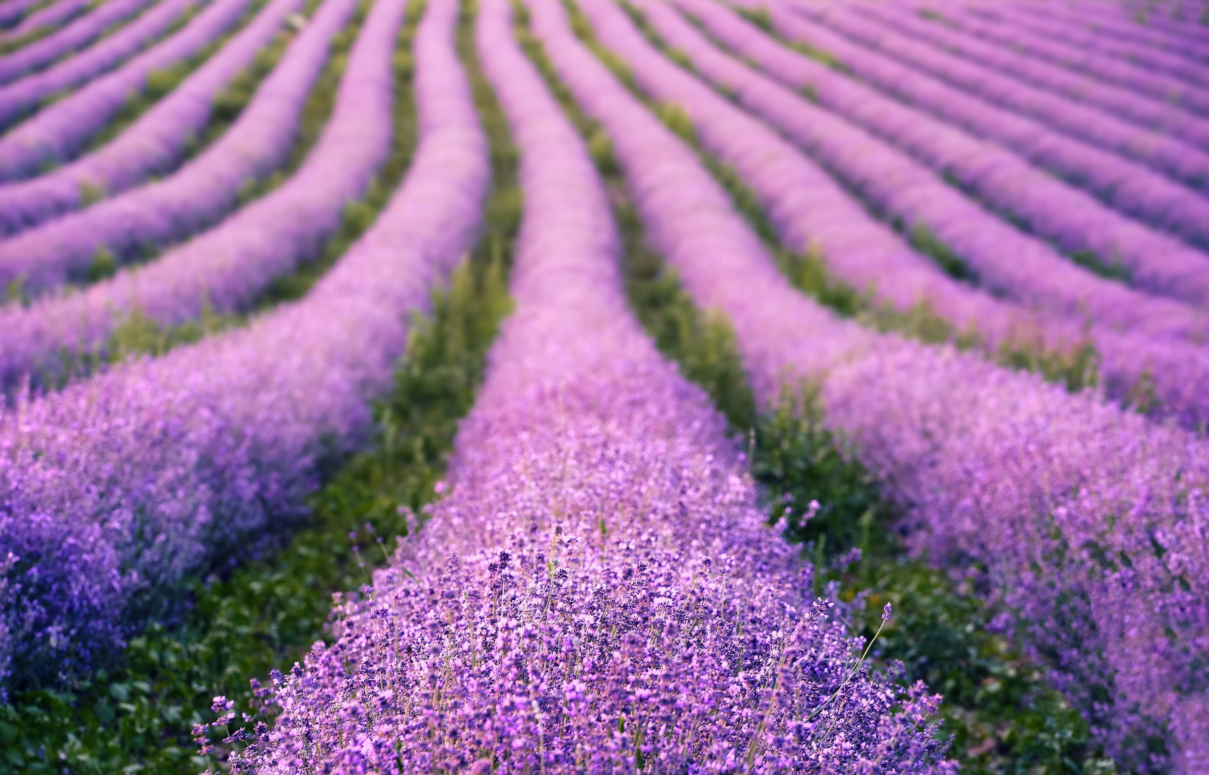 Rows of lavender growing in a field