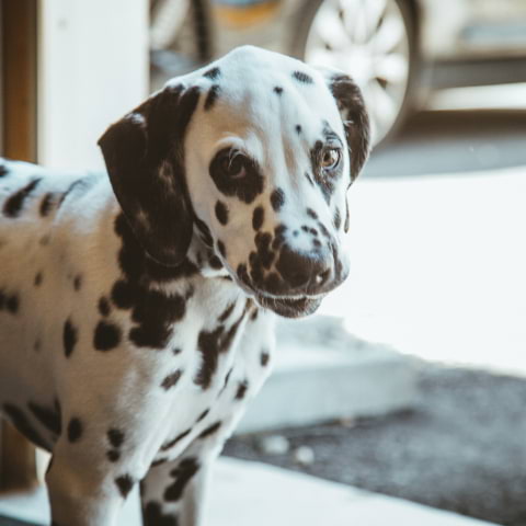 There's a Dalmatian café coming to London this summer