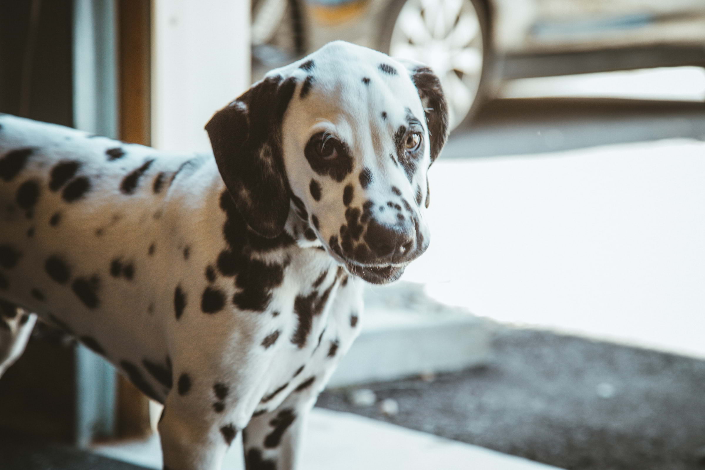 There's a Dalmatian café coming to London this summer