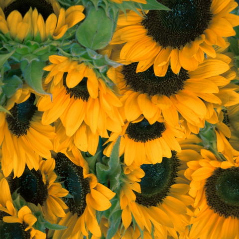 Step into spring at the Upside Down Sunflower Garden in Westfield London