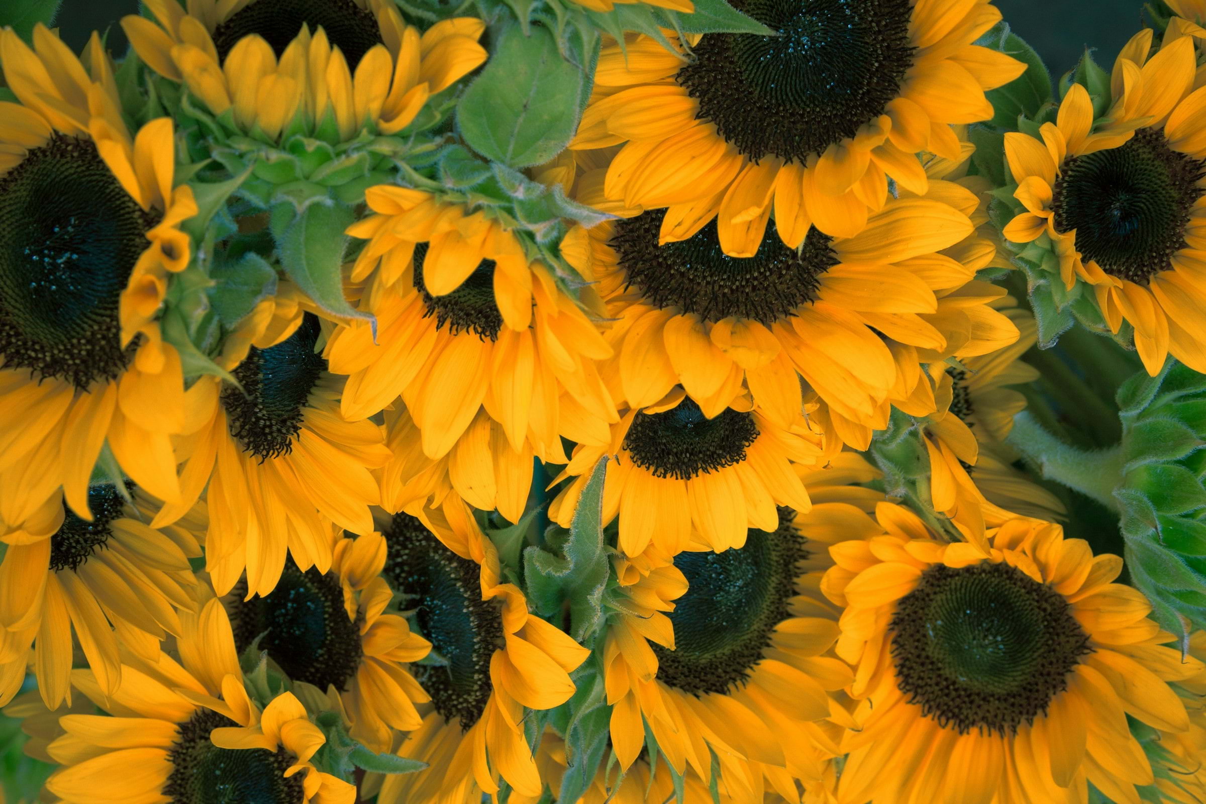 Step into spring at the Upside Down Sunflower Garden in Westfield London