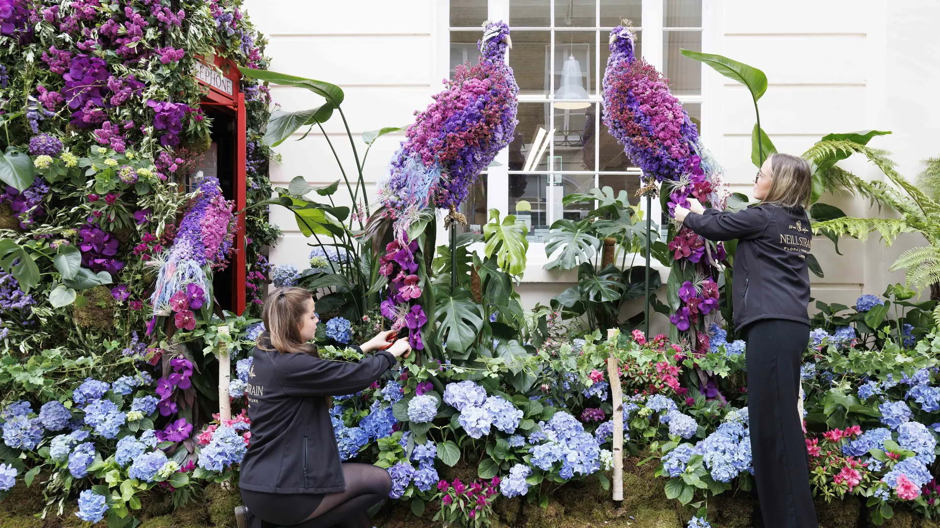 See Belgravia blooming with flowers this spring