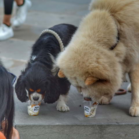 Islington Square welcomes pooches with their own market day