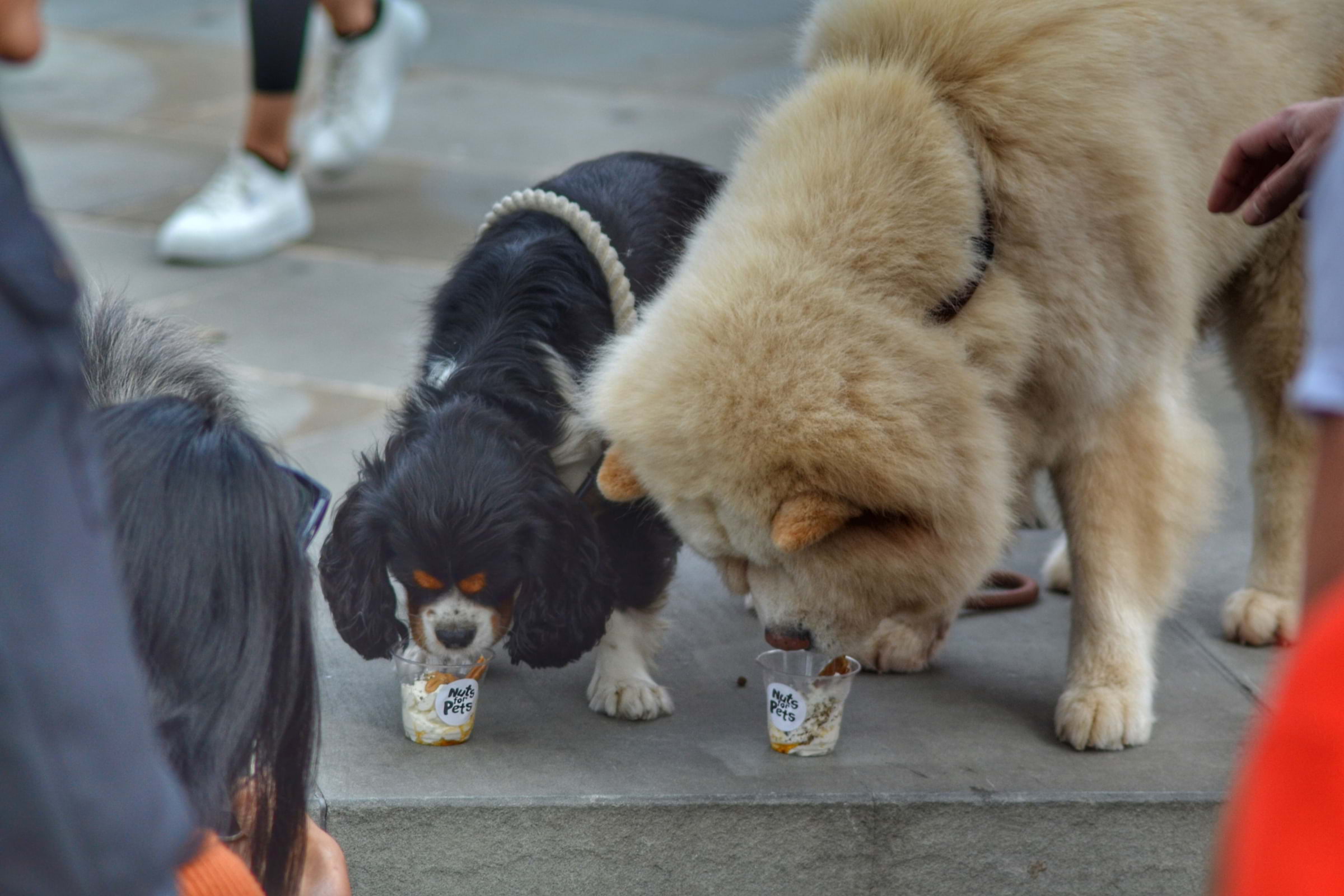 Islington Square welcomes pooches with their own market day