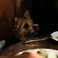 The best dog-friendly restaurants in Richmond