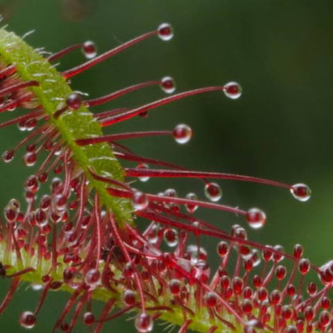 Explore the wonders of the natural world with David Attenborough