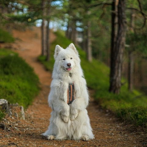 Get your floof on at London's first Samoyed Café