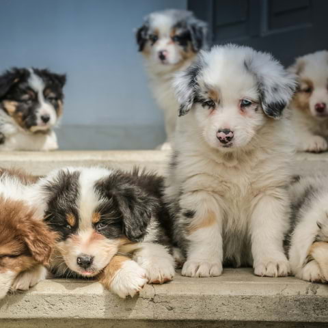 Get your puppy cuddle fix in February at this South London pub