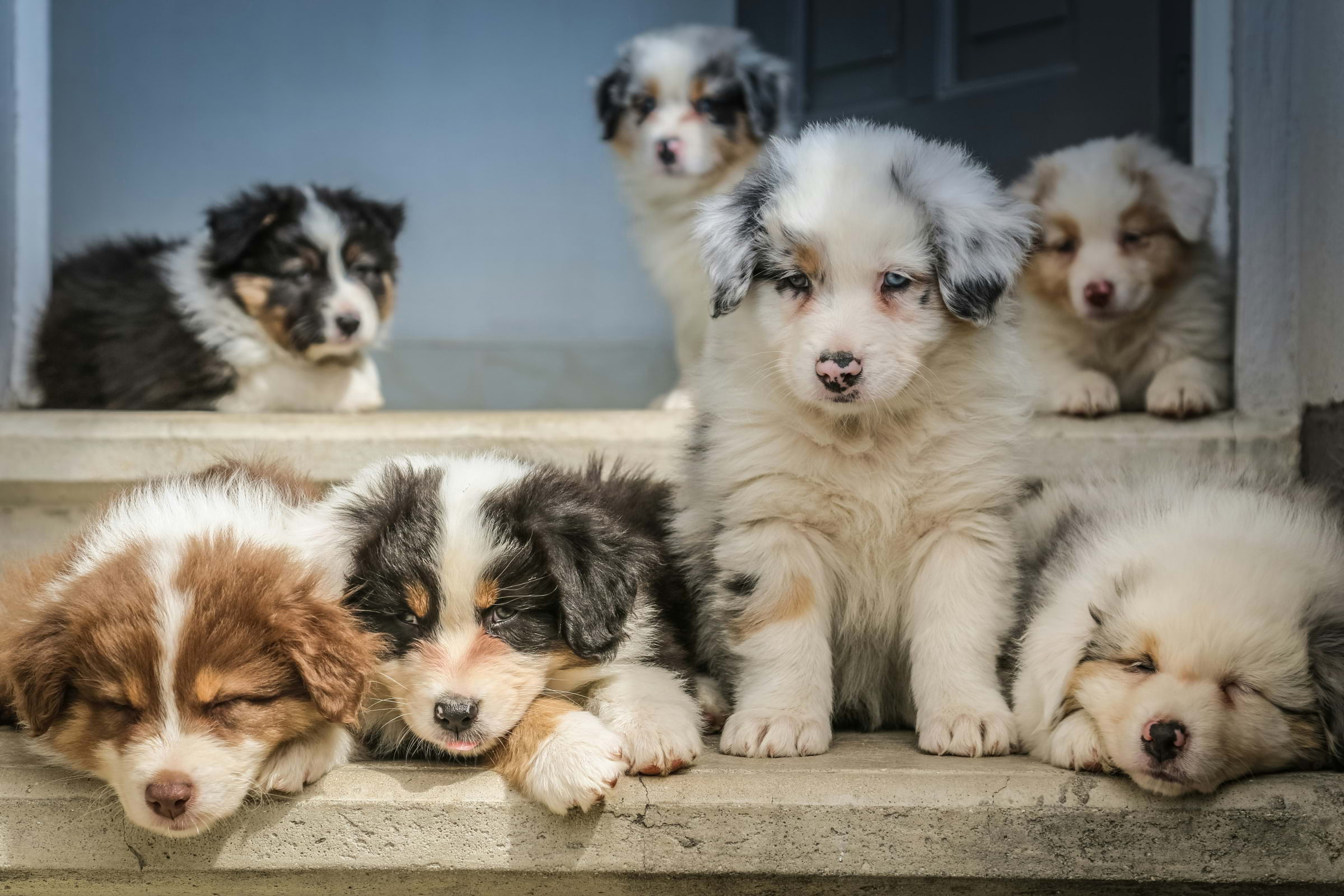 Get your puppy cuddle fix in February at this South London pub