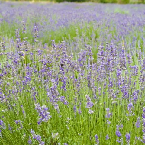 Pick your own lavender for one weekend only in London