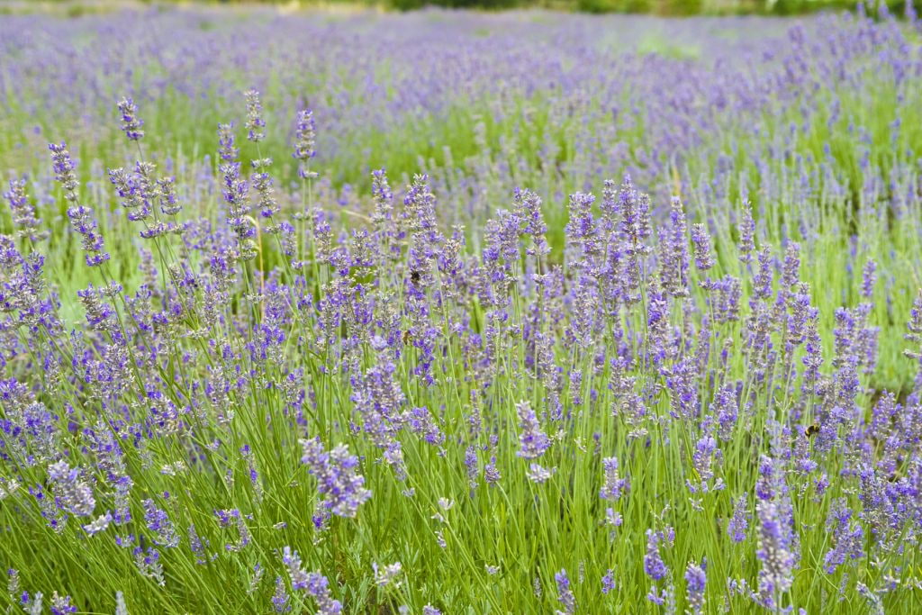 Pick your own lavender for one weekend only in London
