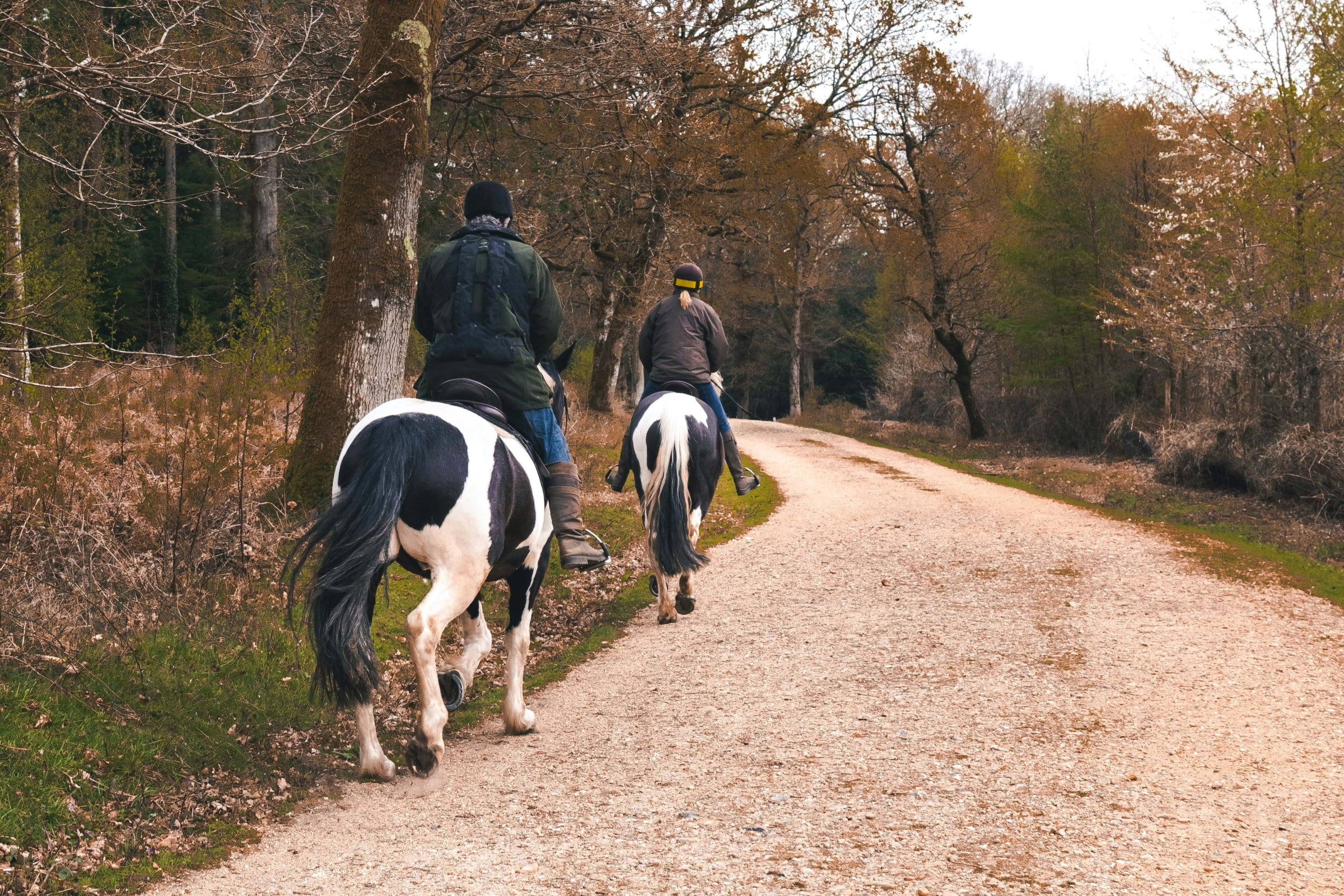 Two people riding horses along a path surrounded by trees