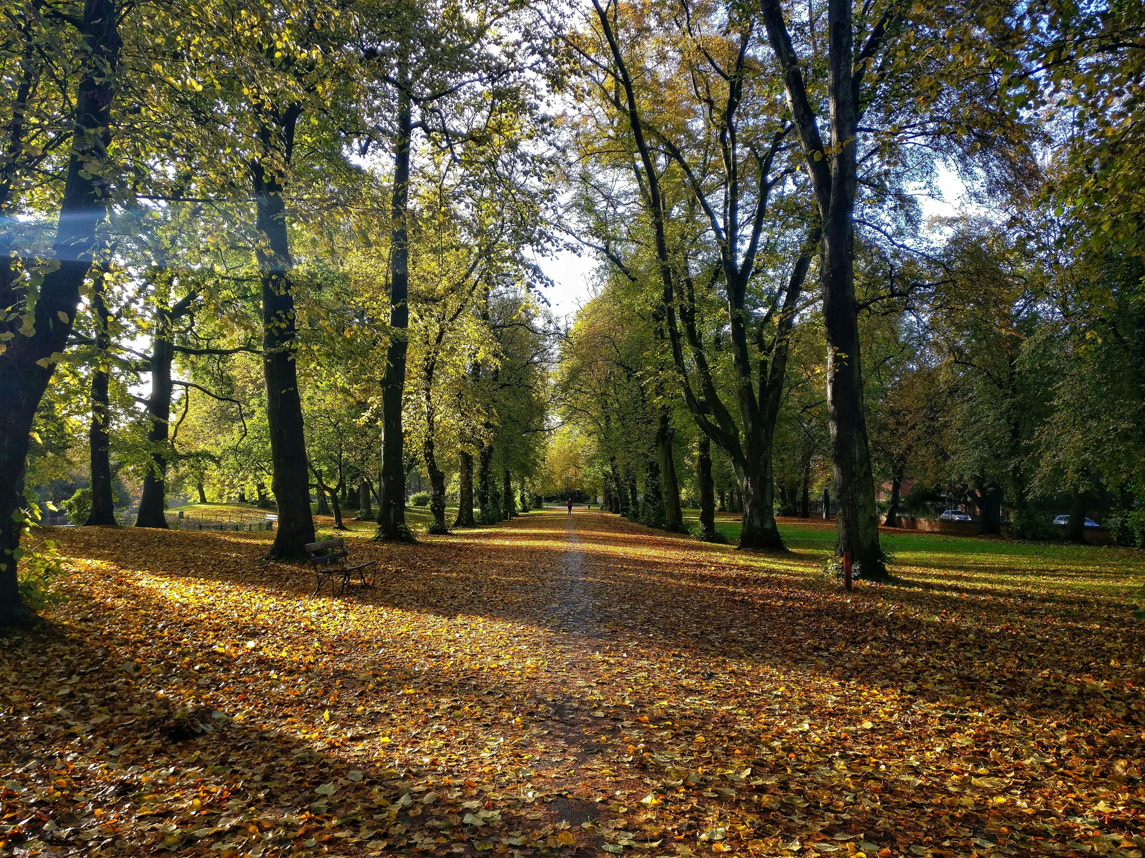 A park in Manchester with orange leaves on the floor and tall trees
