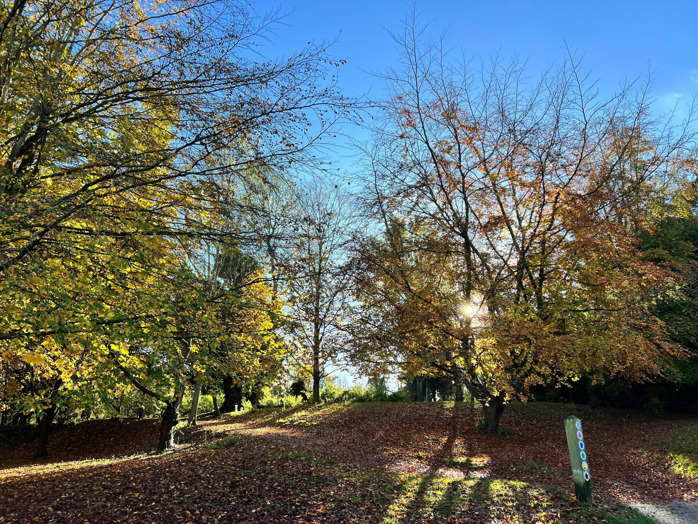 Autumn trees in Whitworth Park