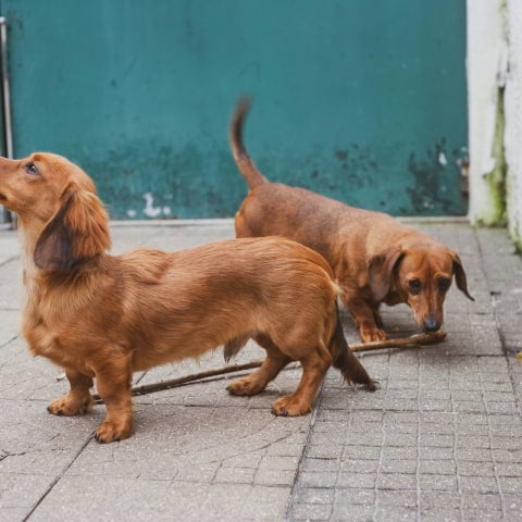 A festive sausage dog walk is coming to London next month