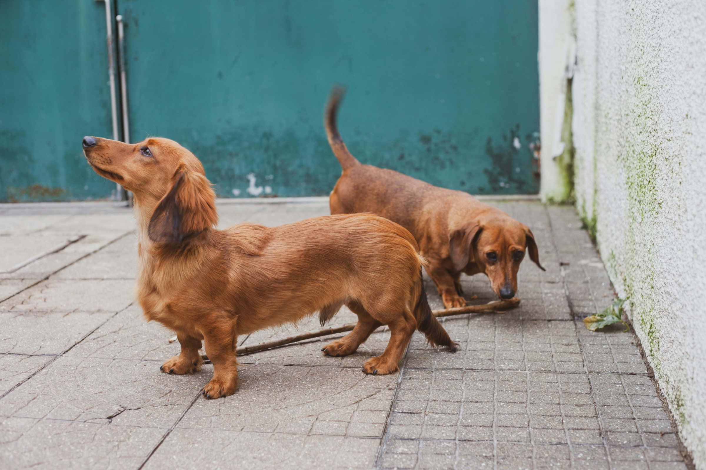 A festive sausage dog walk is coming to London next month