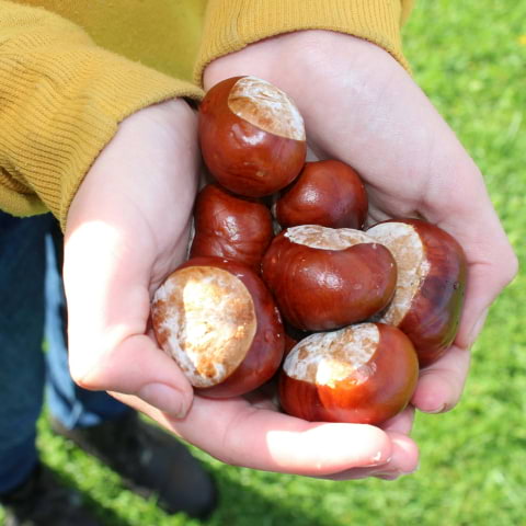 Throw down at the world-famous Conker Championships 2024